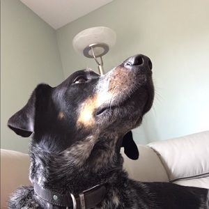 Meet your Posher, Dominic